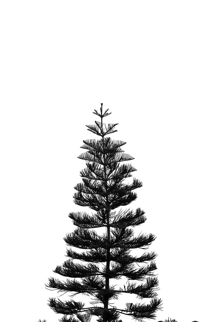 Elegant silhouette of a pine tree against a white background, showcasing natural beauty in monochrome.